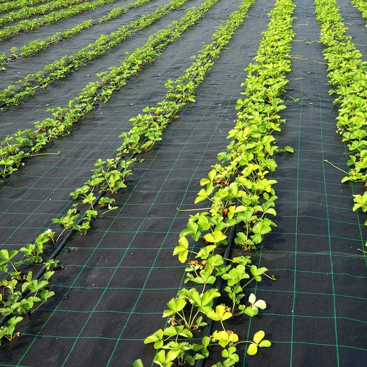 Black Weed Mat
